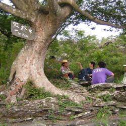 紅櫸木（Tinivai）休息平臺，位於海拔約830公尺處，舊好茶部落的入口處。