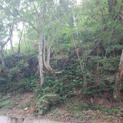 樹林後方斜坡上的疊石遺跡，即為塔曼溪駐在所