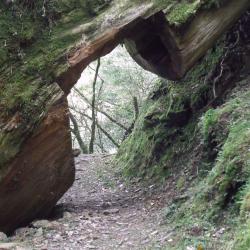 拉拉山神木區到檜山駐在所之間，可見巨大倒木隧道